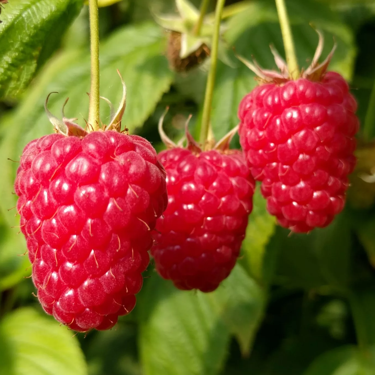 Саджанці (кущі) ремонтантної малини Садовий Гігант - великоплідна, транспортабельна, фото 1