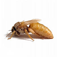 Бджолина матка Кордован, плідна