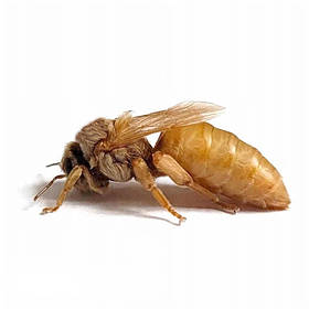 Бджолопакети, бджолині матки