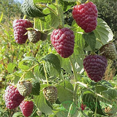 Малина Полісся, ЗКС у горщиках 0.8 л