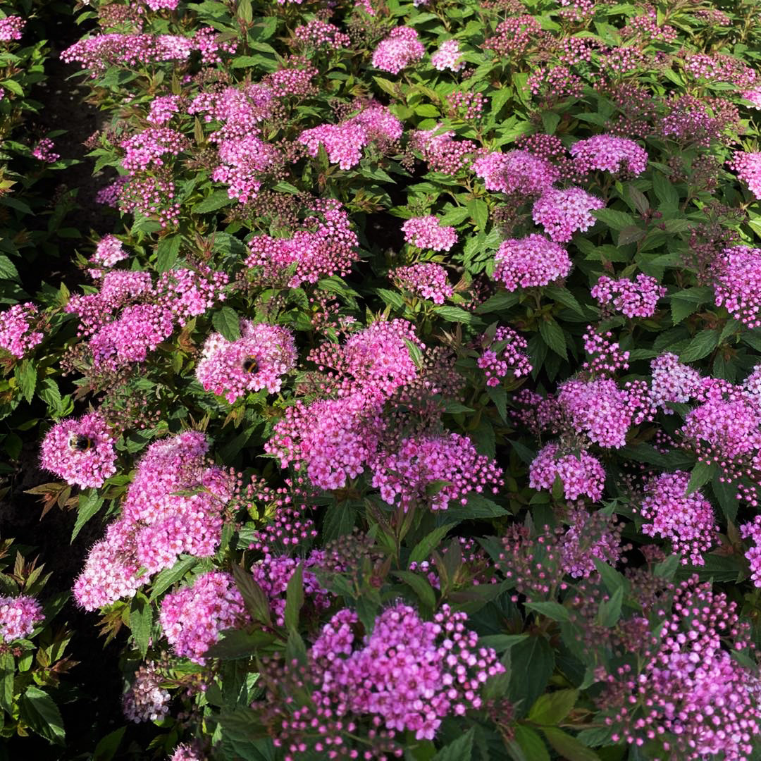 Спірея японська Рікс Стар / Spiraea japonica Ricks Star