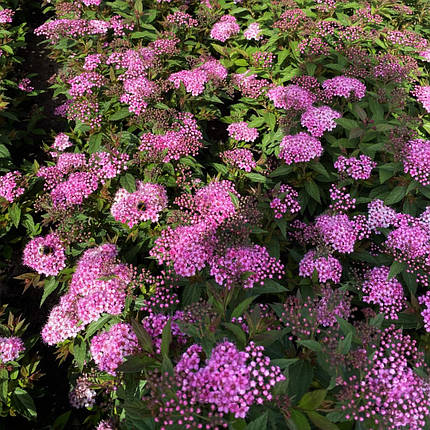 Спірея японська Рікс Стар / Spiraea japonica Ricks Star, фото 1