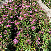 Спірея японська Рікс Стар / Spiraea japonica Ricks Star, фото 2