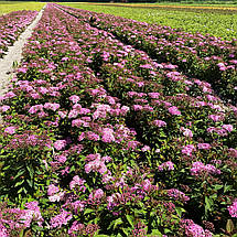 Спірея японська Рікс Стар / Spiraea japonica Ricks Star, фото 3