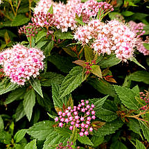 Спірея японська Рікс Стар / Spiraea japonica Ricks Star, фото 4
