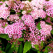 Спірея японська Рікс Стар / Spiraea japonica Ricks Star, фото 5