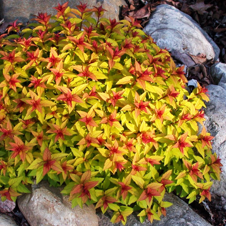 Спірея японська Меджик Карпет / С2 / Spiraea Magic Carpet
