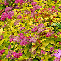 Спірея японська Меджик Карпет / С2 / Spiraea Magic Carpet, фото 2