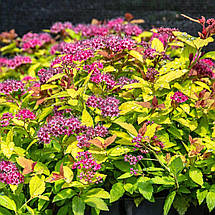 Спірея японська Голден Прінцес / С3 / Spiraea Golden Princess, фото 2