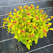 Спірея японська Меджик Карпет / С2 / Spiraea Magic Carpet, фото 4