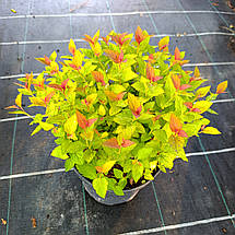 Спірея японська Меджик Карпет / С2 / Spiraea Magic Carpet, фото 5
