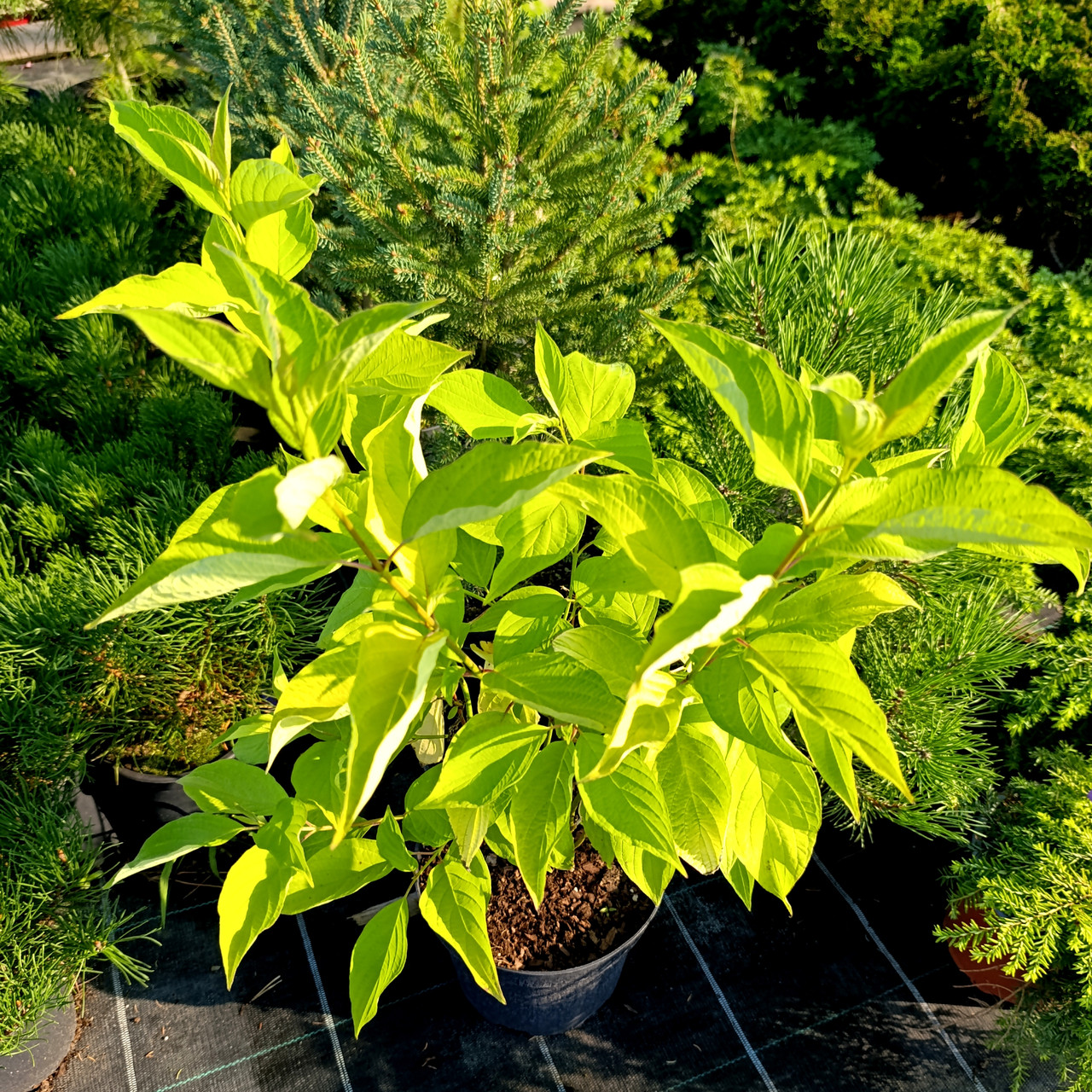 Дерен білий Ауреа / С3 / Cornus alba Aurea