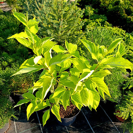 Дерен білий Ауреа / С3 / Cornus alba Aurea, фото 1