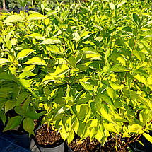 Дерен білий Ауреа / С3 / Cornus alba Aurea, фото 2
