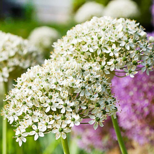 Набір 5 цибулин Алліум Nigrum, фото 1