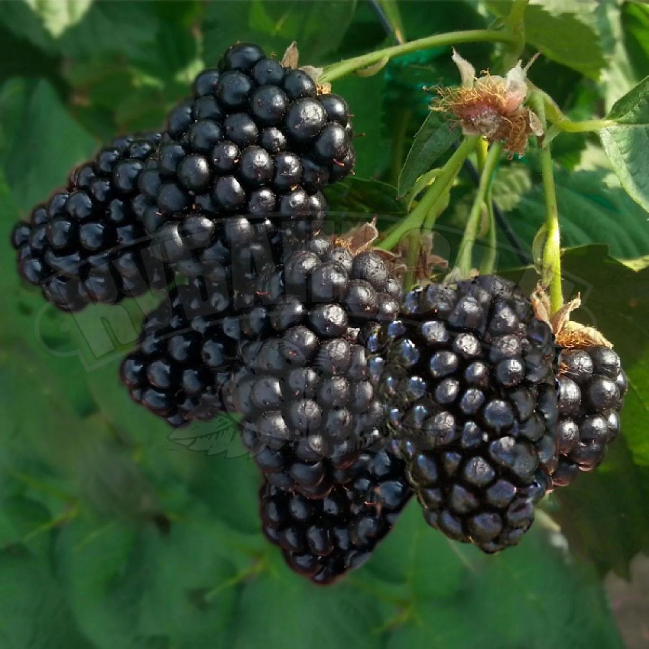 Саджанці ожини Ранній Гігант - безшипна, рання, великоплідна, фото 1