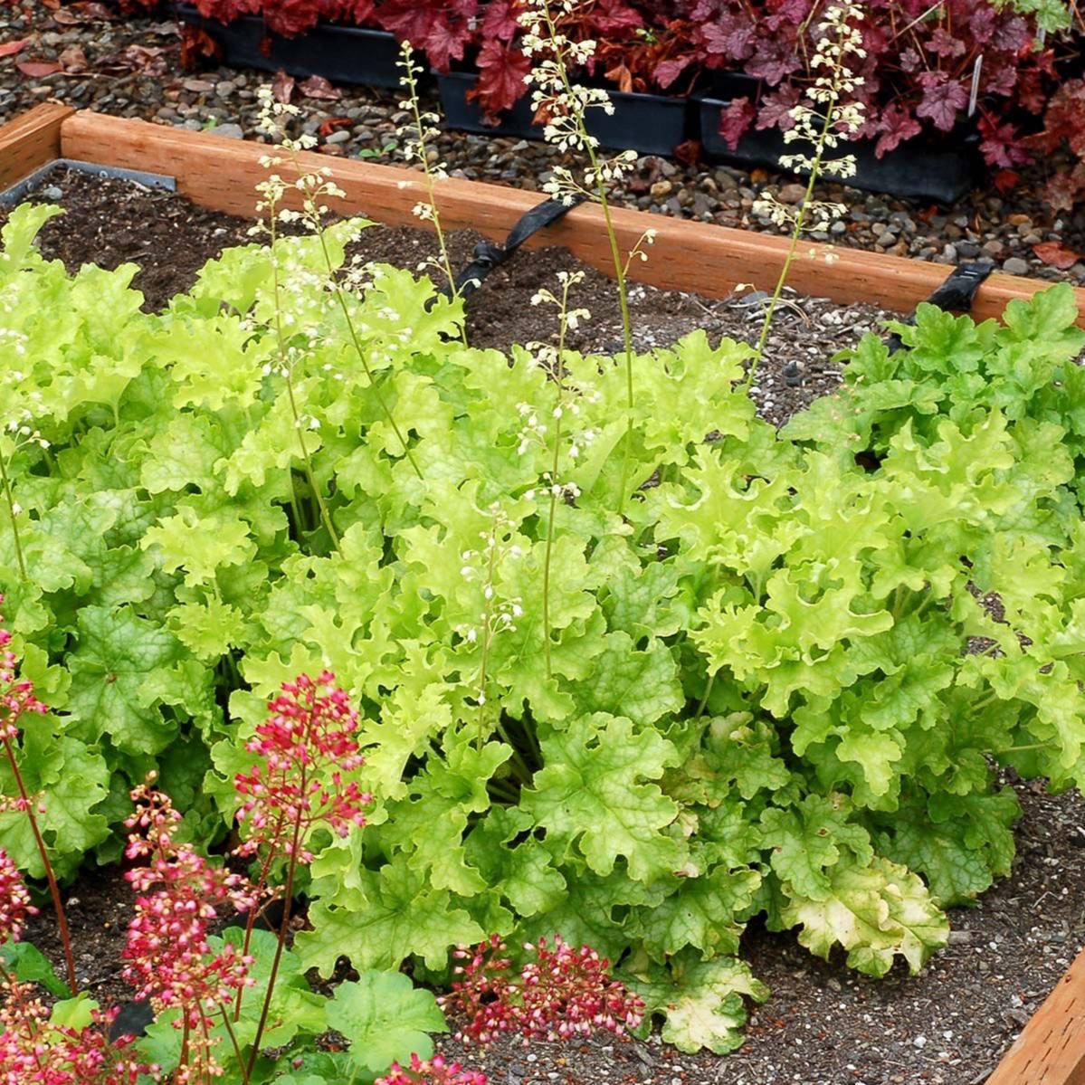 Саджанці Гейхери Лайм Руффлз (Heuchera Lime Ruffles) P9, фото 1