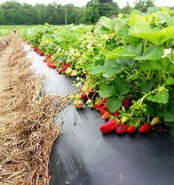 Мульча 30 мкм Shadow 1м*10 м плівка для мульчування ґрунту з перфорацією пакетована, фото 5