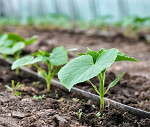 Эмітерна стрічка 7 mil крок 20 см бухта 500 метрів капля Shadow, фото 5