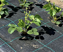 Комплект кілочків для кріплення агроволокна, агротканини, геотекстилю (20 штук), фото 5