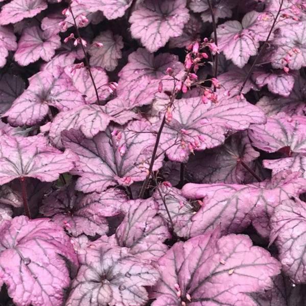 Саджанці Гейхери Вайлд Розе (Heuchera Wild Rose) P9, фото 1
