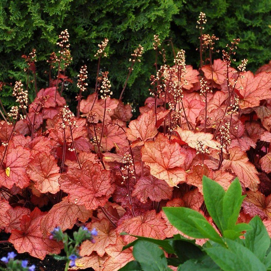 Саджанці Гейхери Мідний Каскад (Heuchera Copper Cascade) P9, фото 1