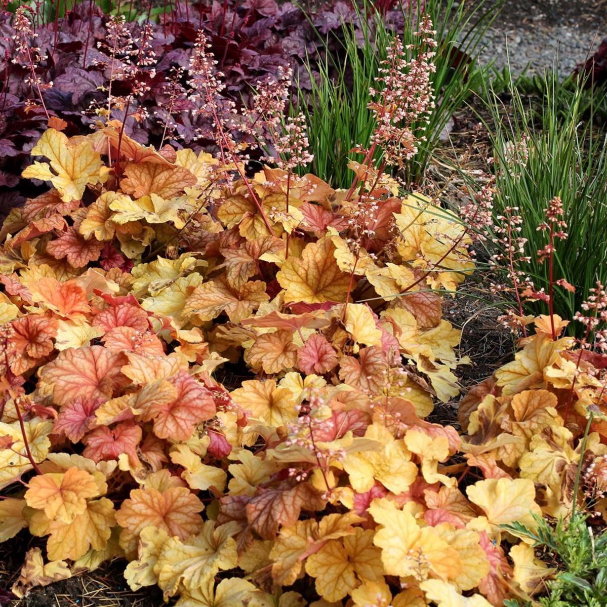 Саджанці Гейхери Шампань (Heuchera Champagne) P9, фото 1