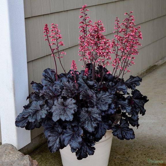 Саджанці Гейхери Нескінченна Ніч (Heuchera Timeless Night) P9, фото 1