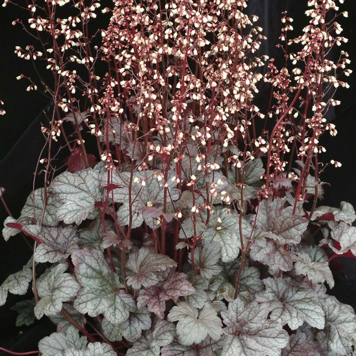 Саджанці Гейхери Північне Срібло (Heuchera Northern Exposure Silver) P9, фото 1