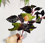 Гілочка з листям базиліка, фото 3
