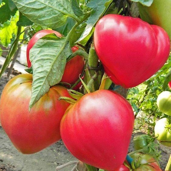 Абаканський рожевий (1 г) насіння томату Елітний Ряд, фото 1