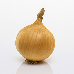 Цибуля сівок Радар Ф1 Broer B.V. 20кг