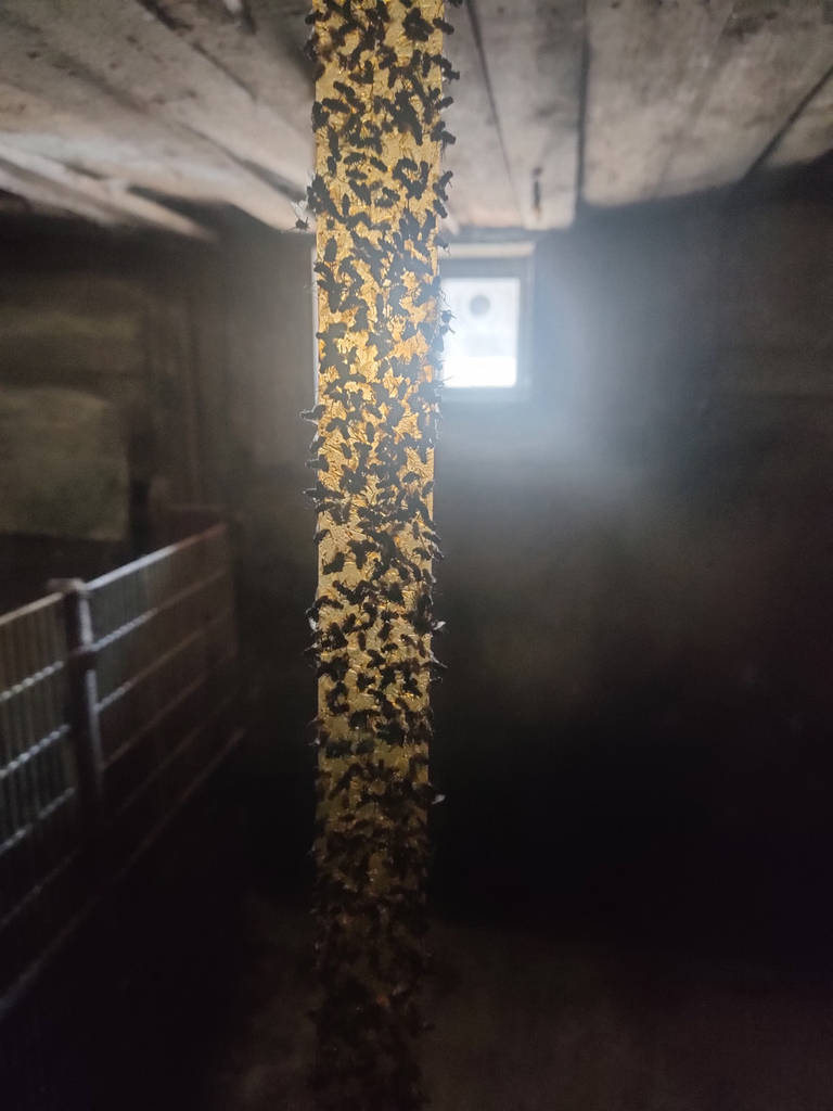 Липка стрічка від мух Вихор мухоловка, липучка - фото покупців 1