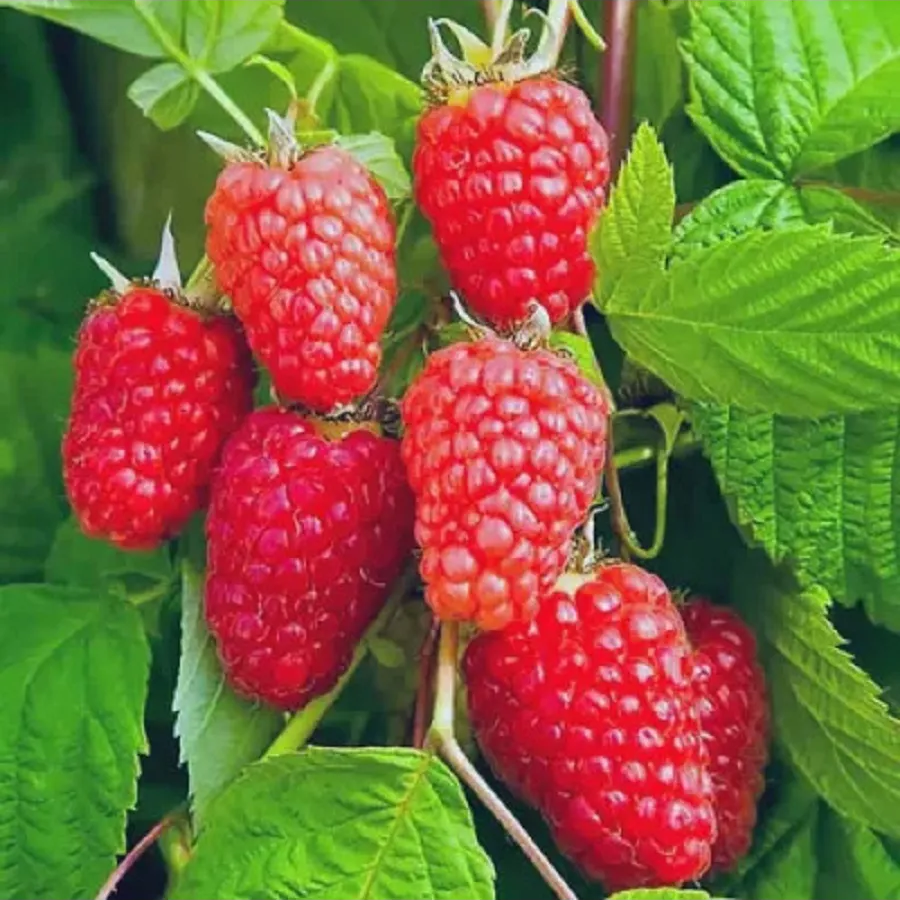 Саджанці ремонтантної малини Багряна - крупноплідна, врожайна, транспортабельна, фото 1