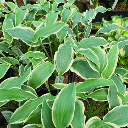 Хоста Франческа (Francheska) саджанець в горщику 1 л, фото 1