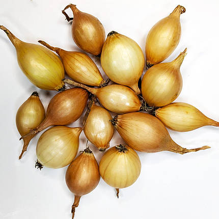 Цибуля Стур БС Broer - 20 кг, фото 2