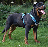Шлейка для собак, фото 6