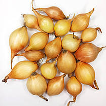 Цибуля Августа (Шекспір) TOP - 10 кг, фото 4