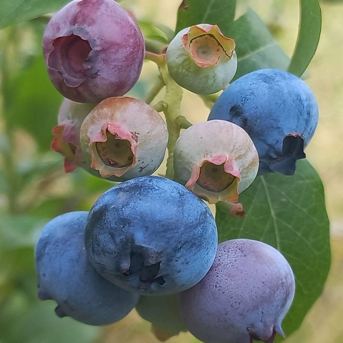 Саджанці Лохини Пастель (Pastel) - середня, солодка, низькоросла (3-річна) С2, фото 1