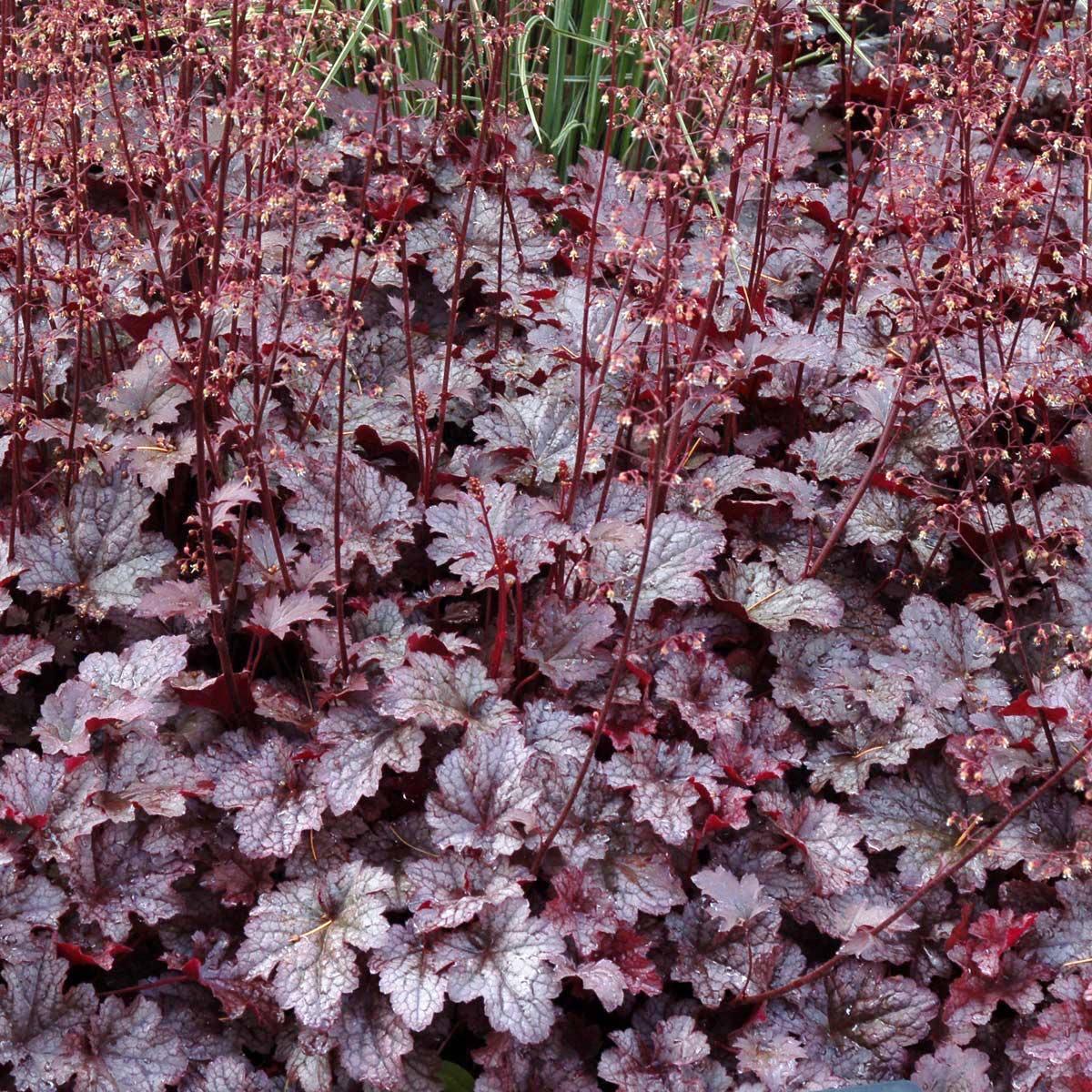 Саджанці Гейхери Плам Каскад/Сливовий Каскад (Heuchera Plum Cascade) P9, фото 1