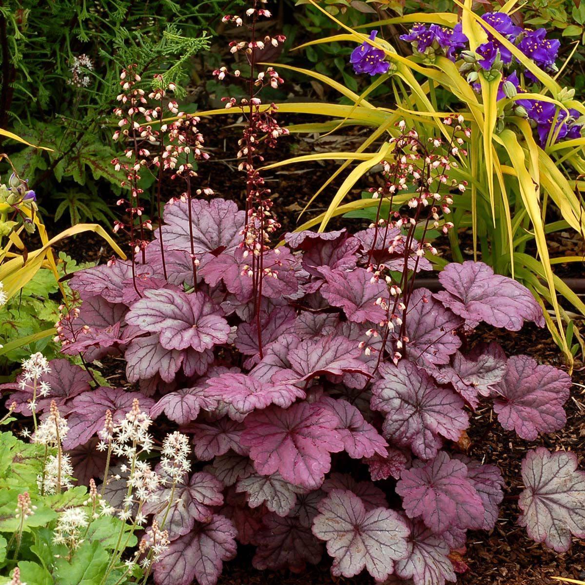 Саджанці Гейхери Плам Роял/Королівська Слива (Heuchera Plum Royal) P9, фото 1