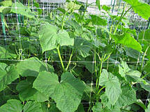 Сітка шпалерна сітка огіркова, 1,7 м * 500 м з ультрафіолетовим стабілізатором.