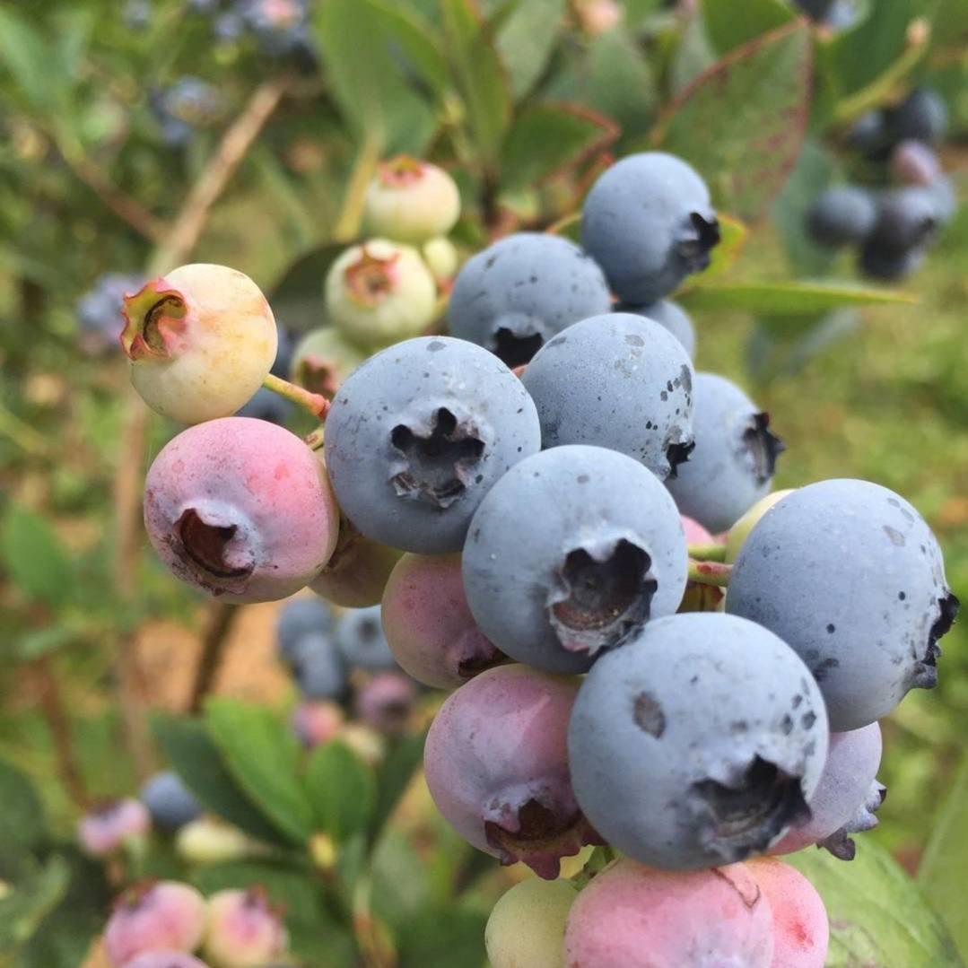 Саджанці Лохини Пастель - середня, солодка, низькоросла Р9, фото 1
