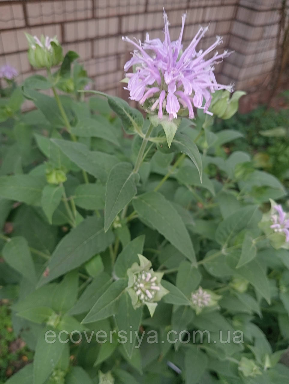 Монарда пурпурова, саджанець, фото 1