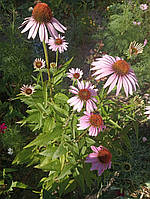 Ехінацея пурпурова саджанці