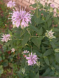Монарда пурпурова, саджанець, фото 2