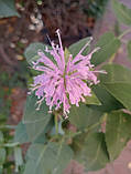Монарда пурпурова, саджанець, фото 3