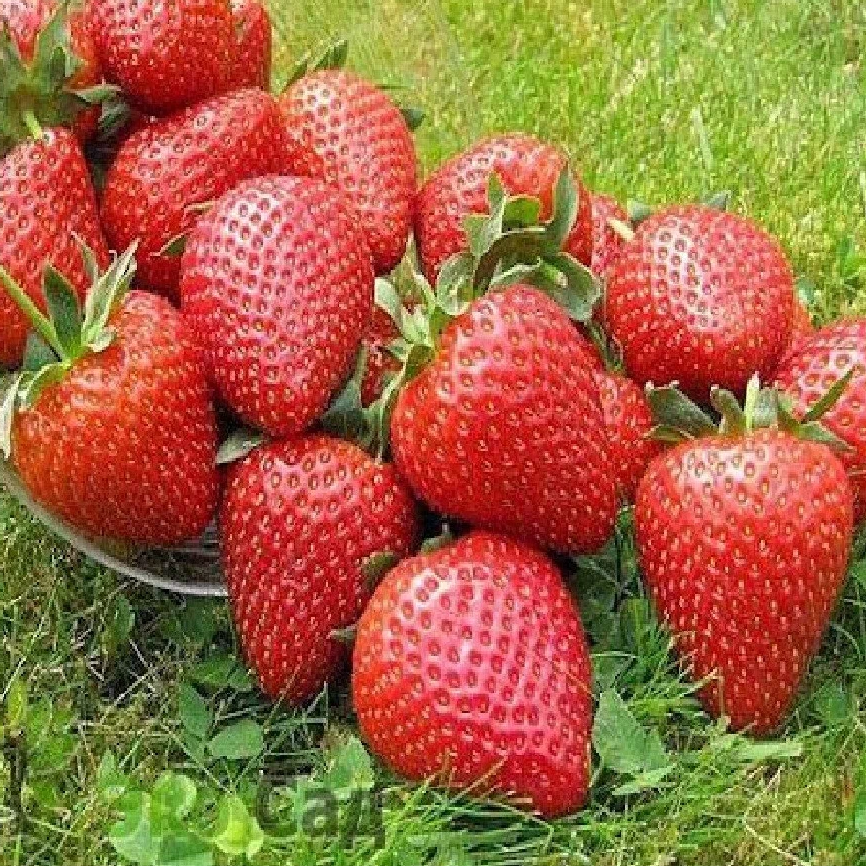 Полуниця Літній Десерт
