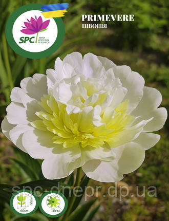 Півонія трав'яниста Primavere