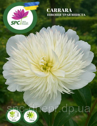Півонія трав'яниста Carrara, фото 1